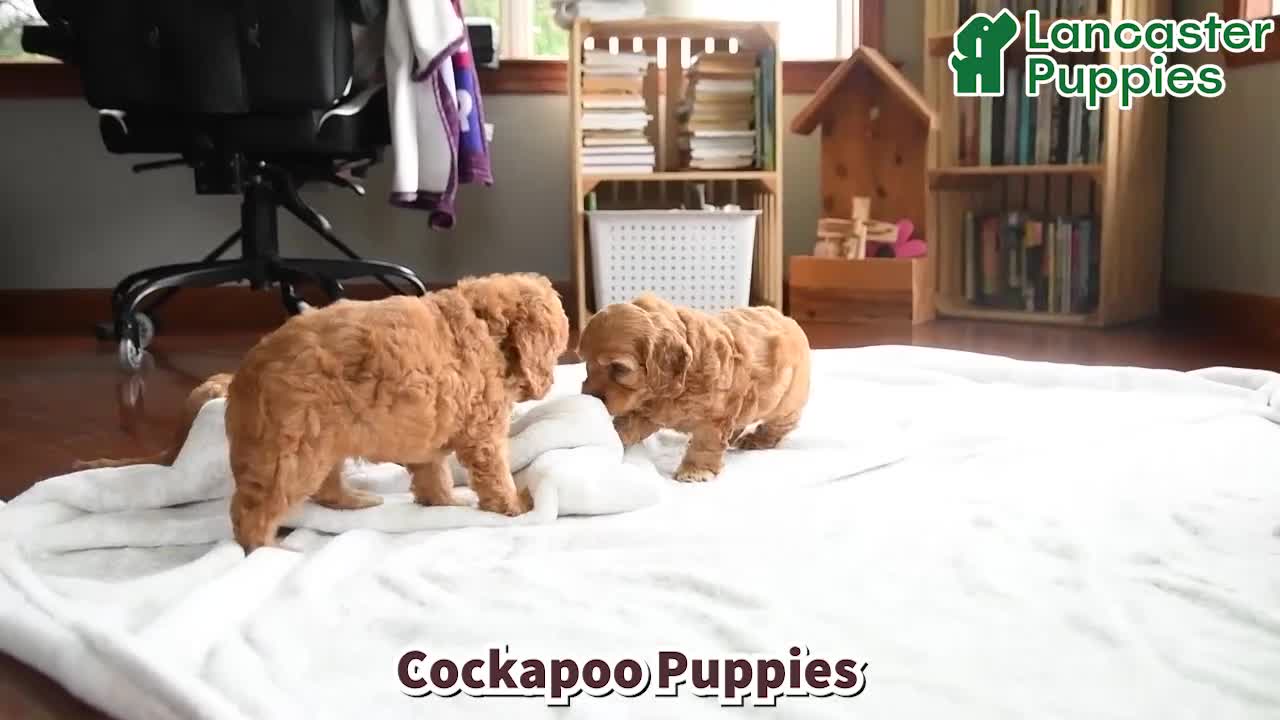 Cockapoo dogs for sale: Sweetheart - Video 1