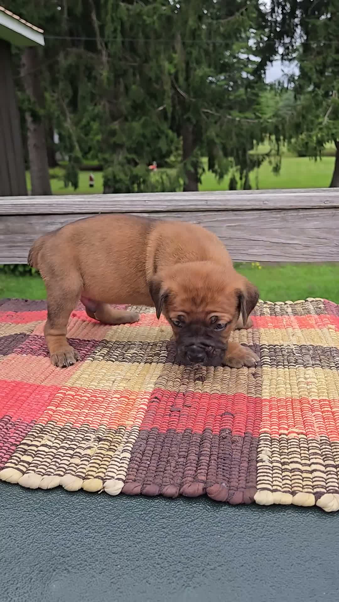 Cane Corso dogs for sale: AKC Vladimir  - Video 1