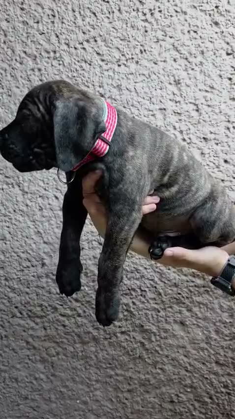 Cane Corso dogs for sale: Cane Corso 2 - Video 5