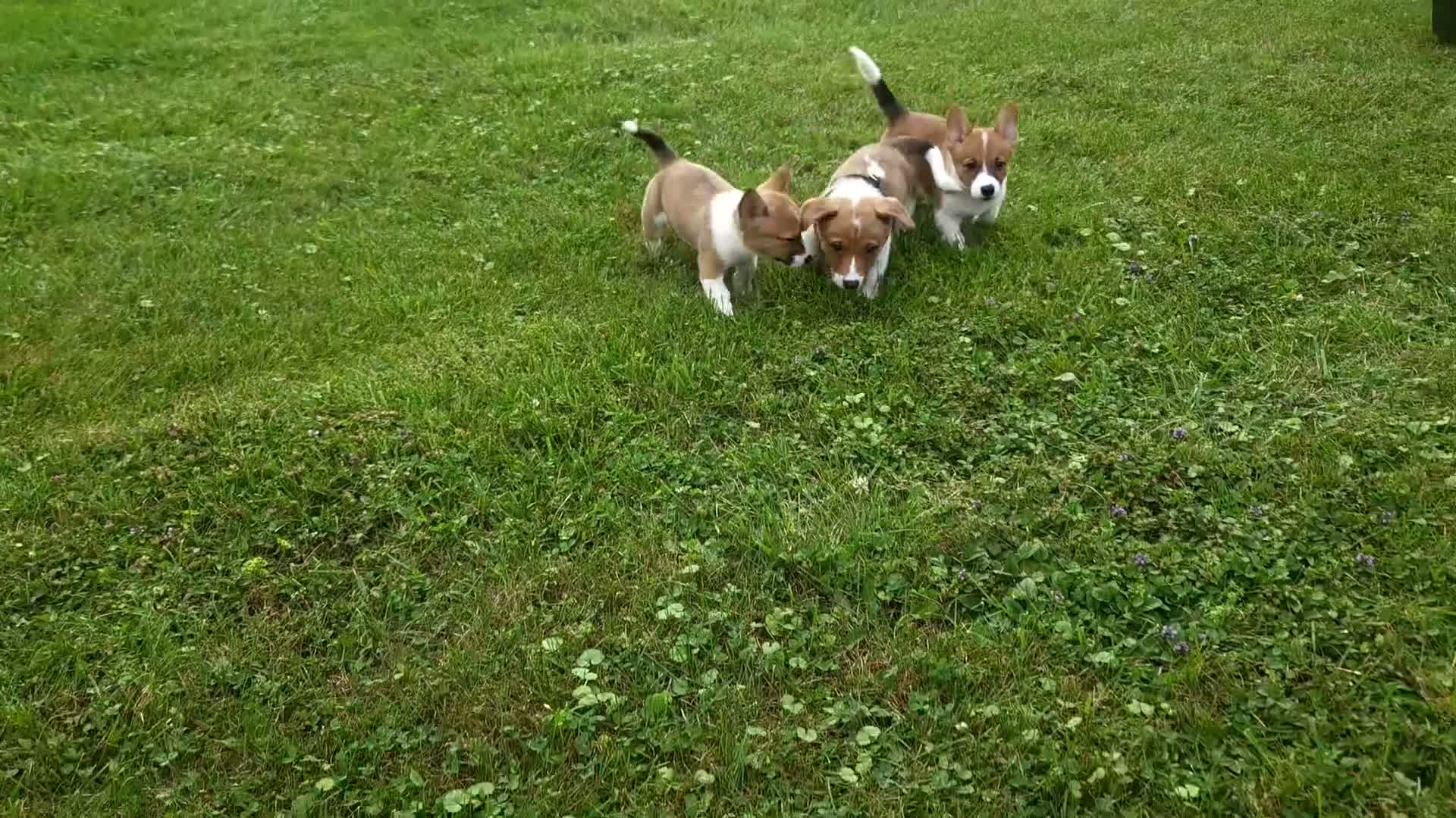 Mixed Breed dogs for sale: Athena - Video 1