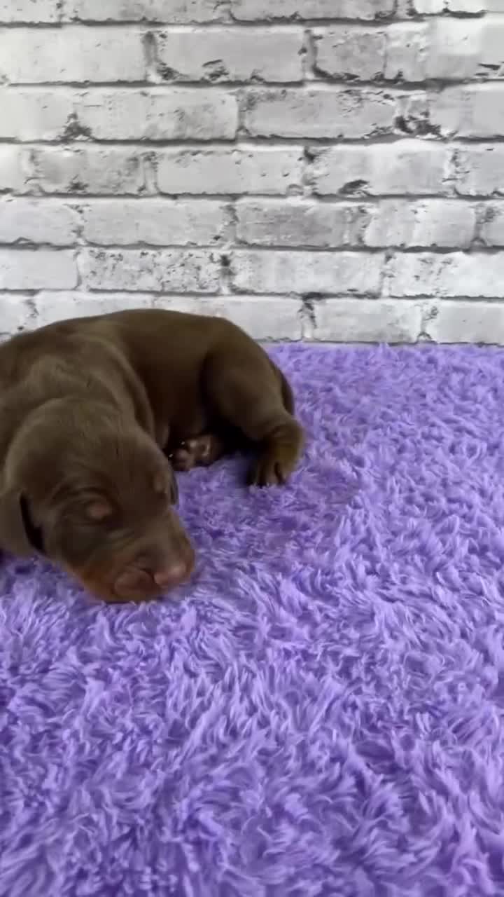 Doberman Pinscher dogs for sale: Phantom's Bayou Barbie "Angel Reese""European - Video 1