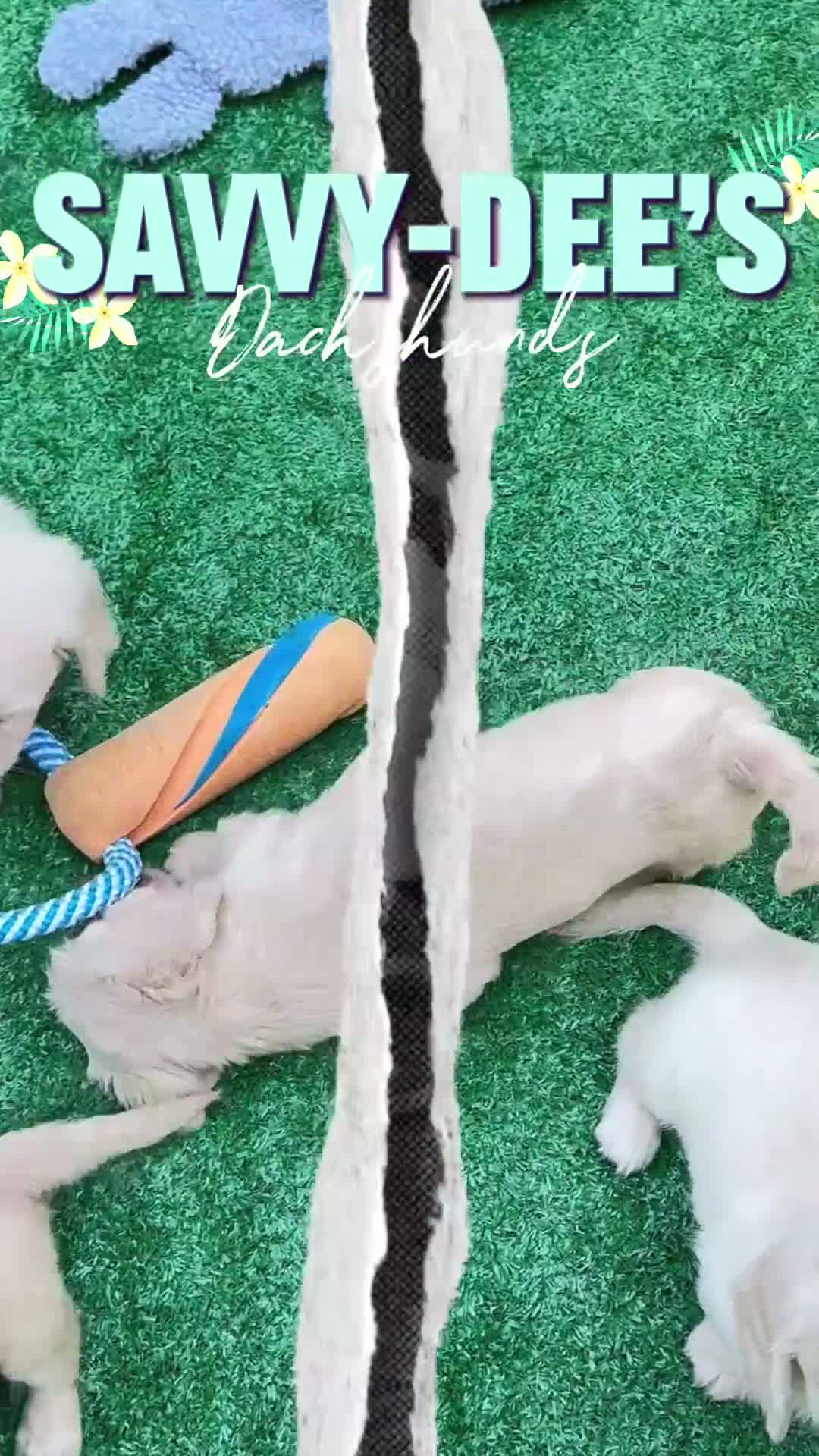 Dachshund dogs for sale: Girl - Video 1