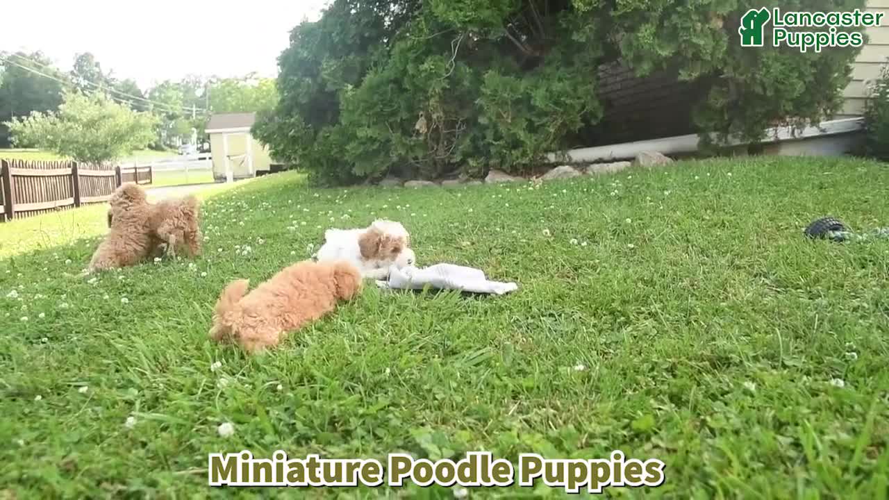 Miniature Poodle dogs for sale: Copper  - Video 1