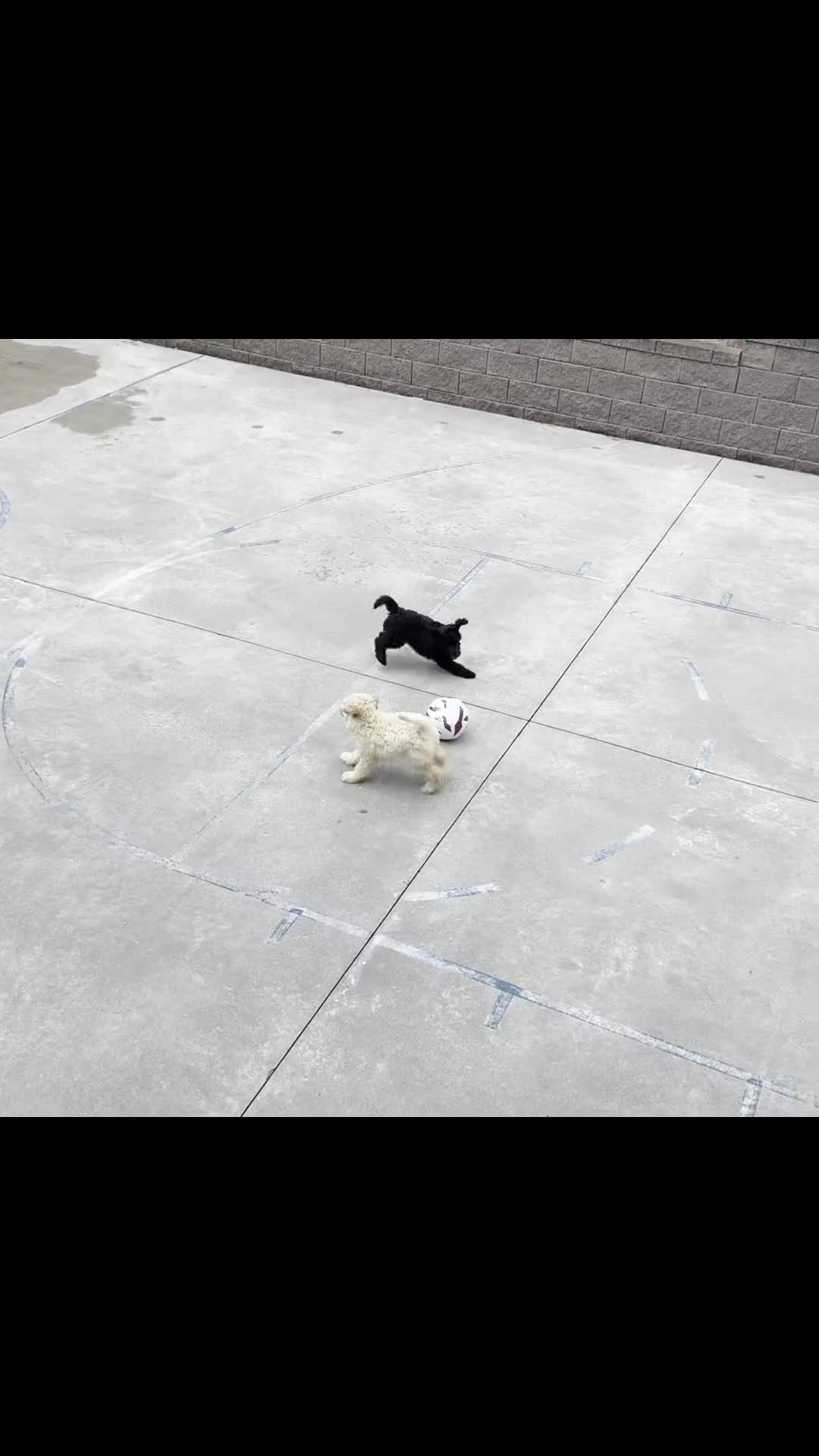 Australian Labradoodle dogs for sale: CCB4 - Video 4