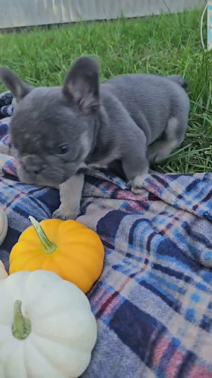 French Bulldog dogs for sale: Quentin  - Video 1