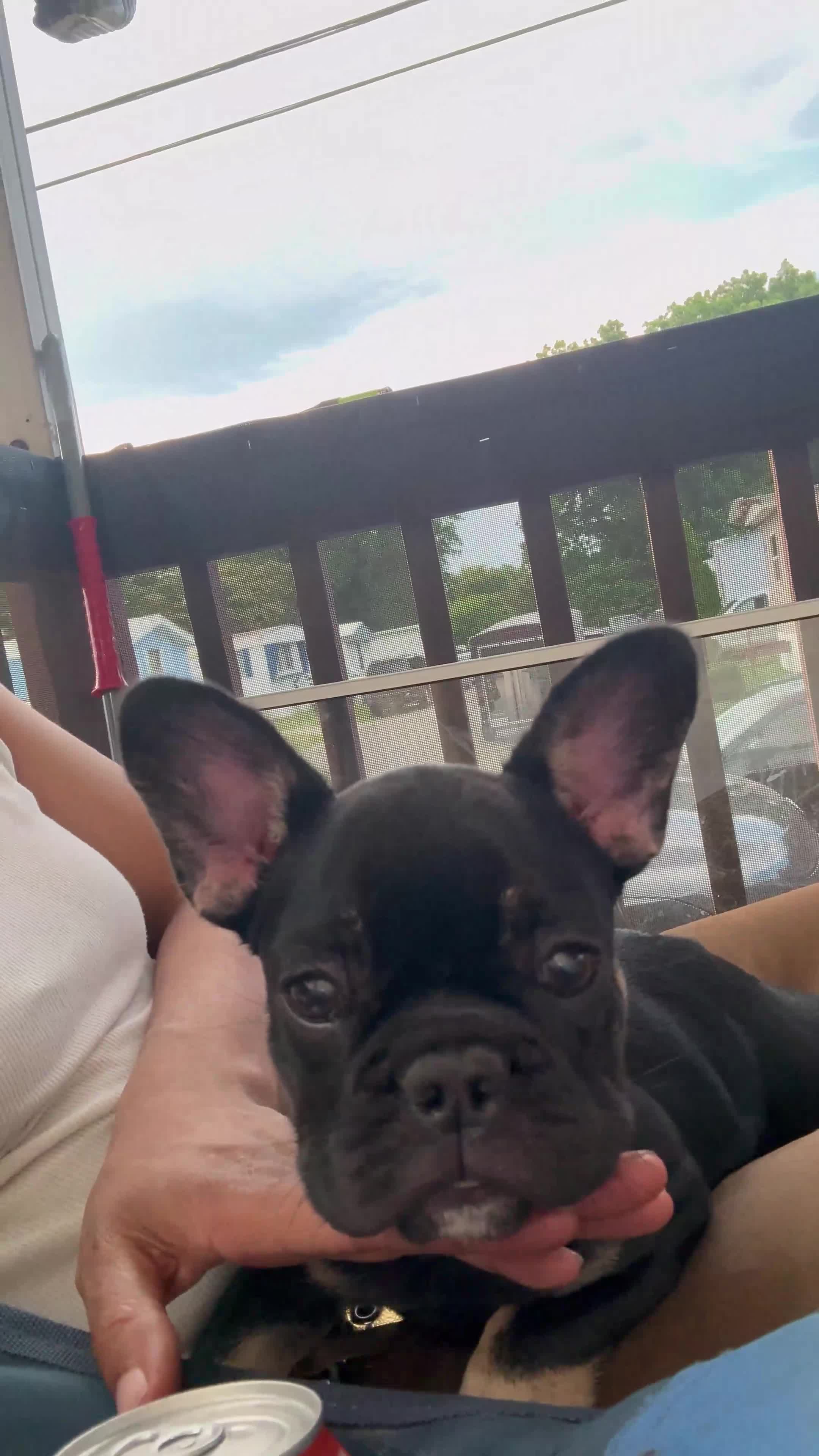 French Bulldog dogs for sale: French Bulldog 2 - Video 1