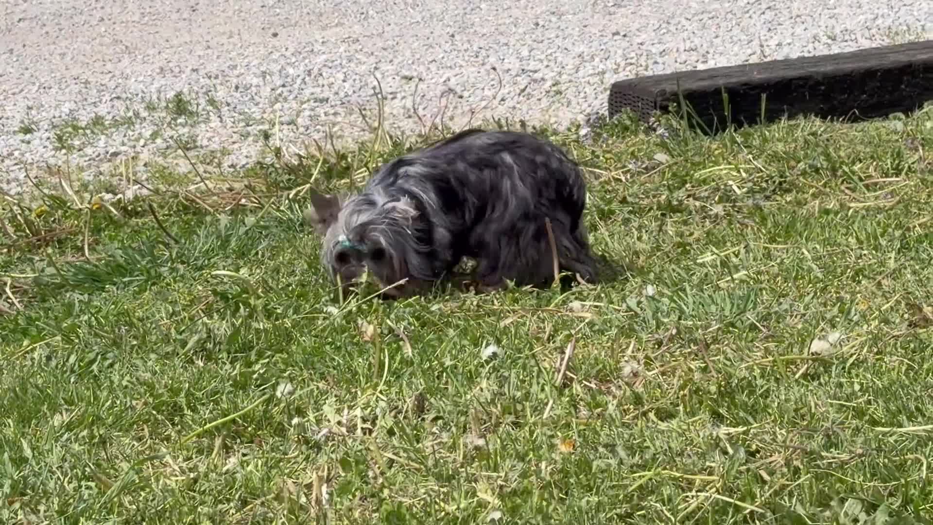 Yorkshire Terrier dogs for sale: Buzz - Video 1