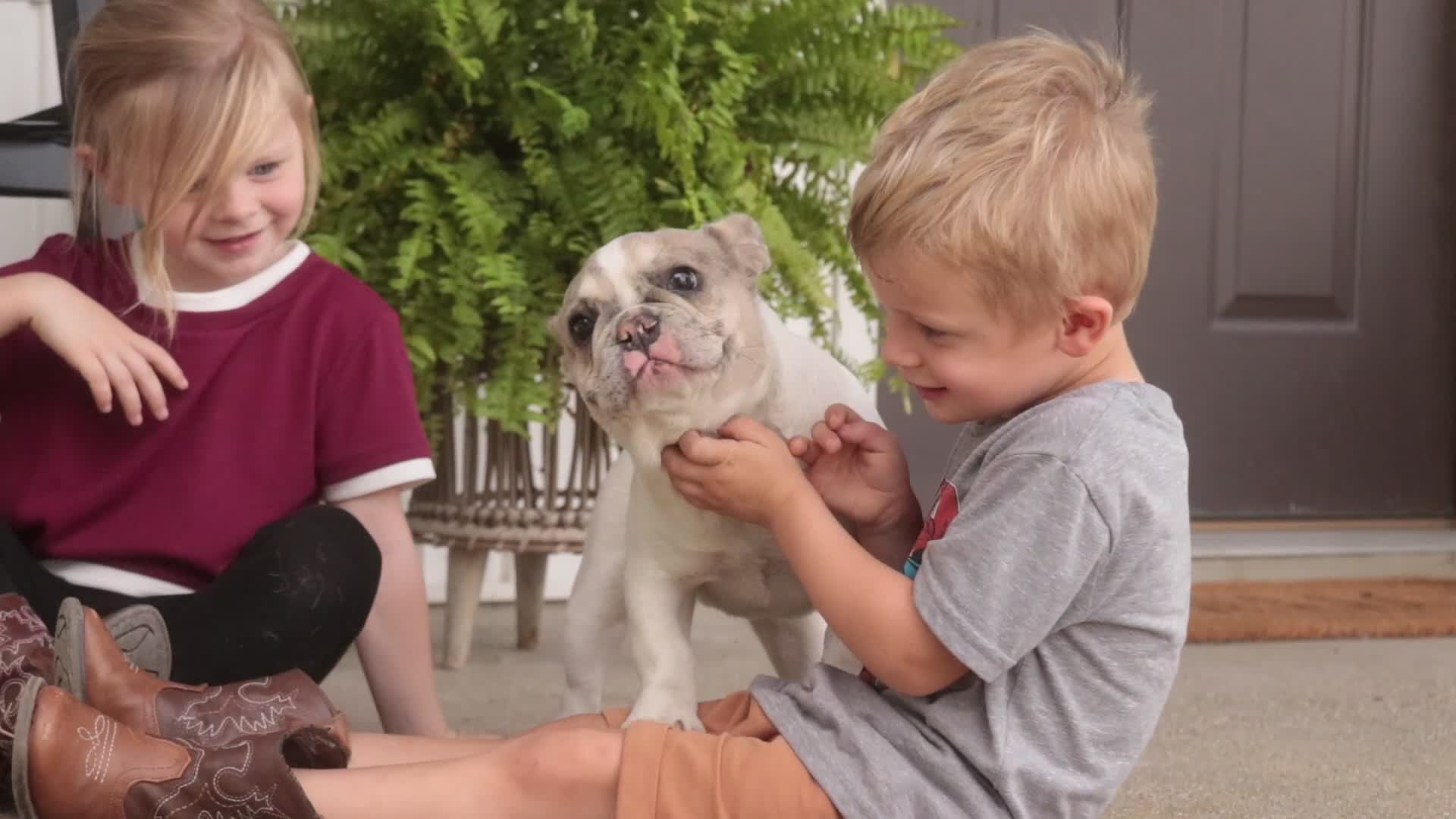 French Bulldog dogs for sale: Juliet - Video 1