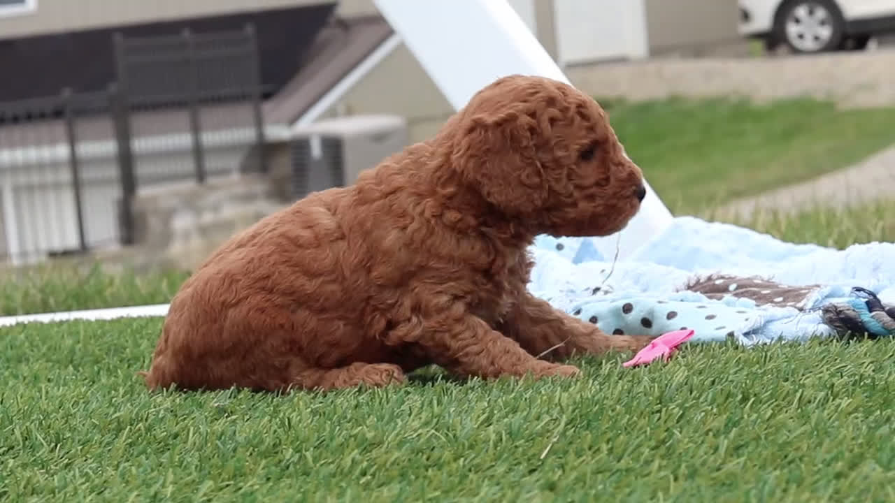 Mini Goldendoodle dogs for sale: Tigger - Video 4