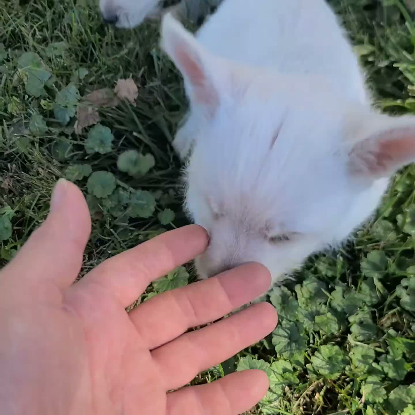 West Highland Terrier dogs for sale: Kelly - Video 2