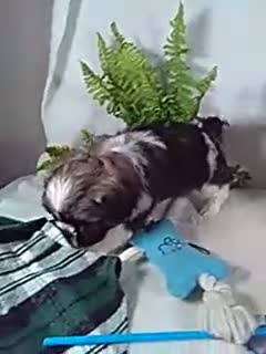 Shih Tzu dogs for sale: Baxter - Video 1