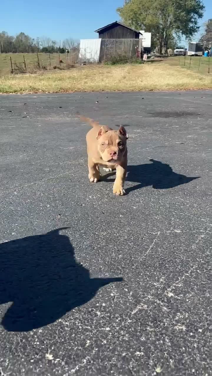 American Bully dogs for sale:  1 - Video 1