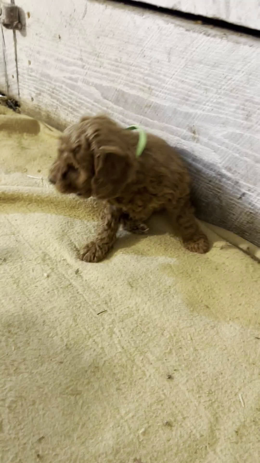 Miniature Poodle dogs for sale: Blaze- AKC GENETICALLY TESTED PARENTS - Video 1