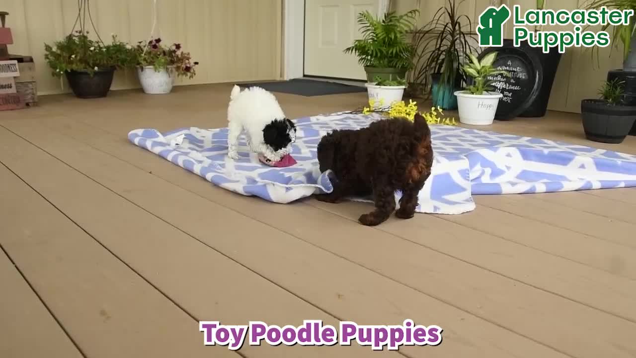 Toy Poodle dogs for sale: Ghiradelli - Video 1