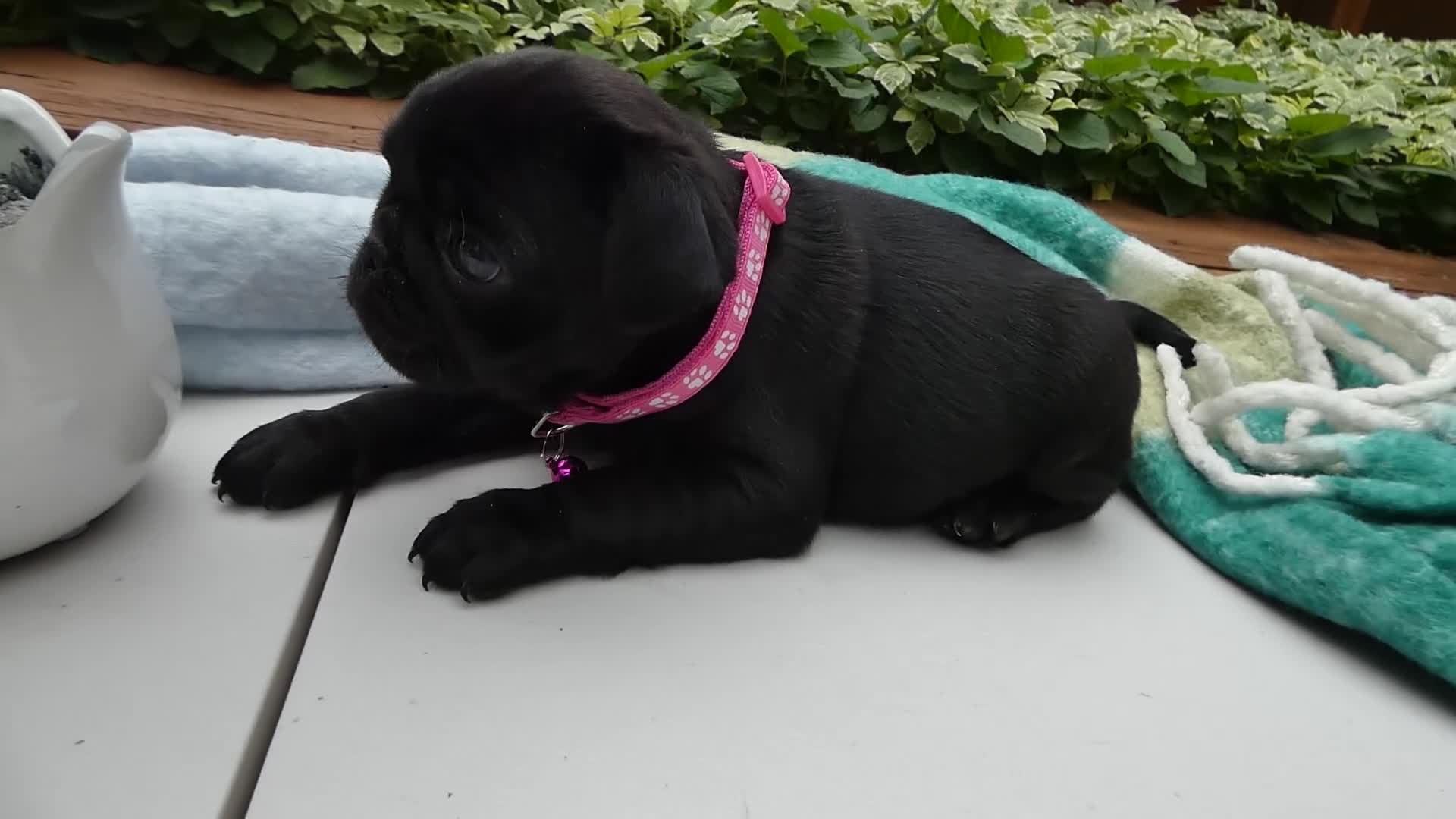 Pug dogs for sale: Pug 2 Roxy - Video 1