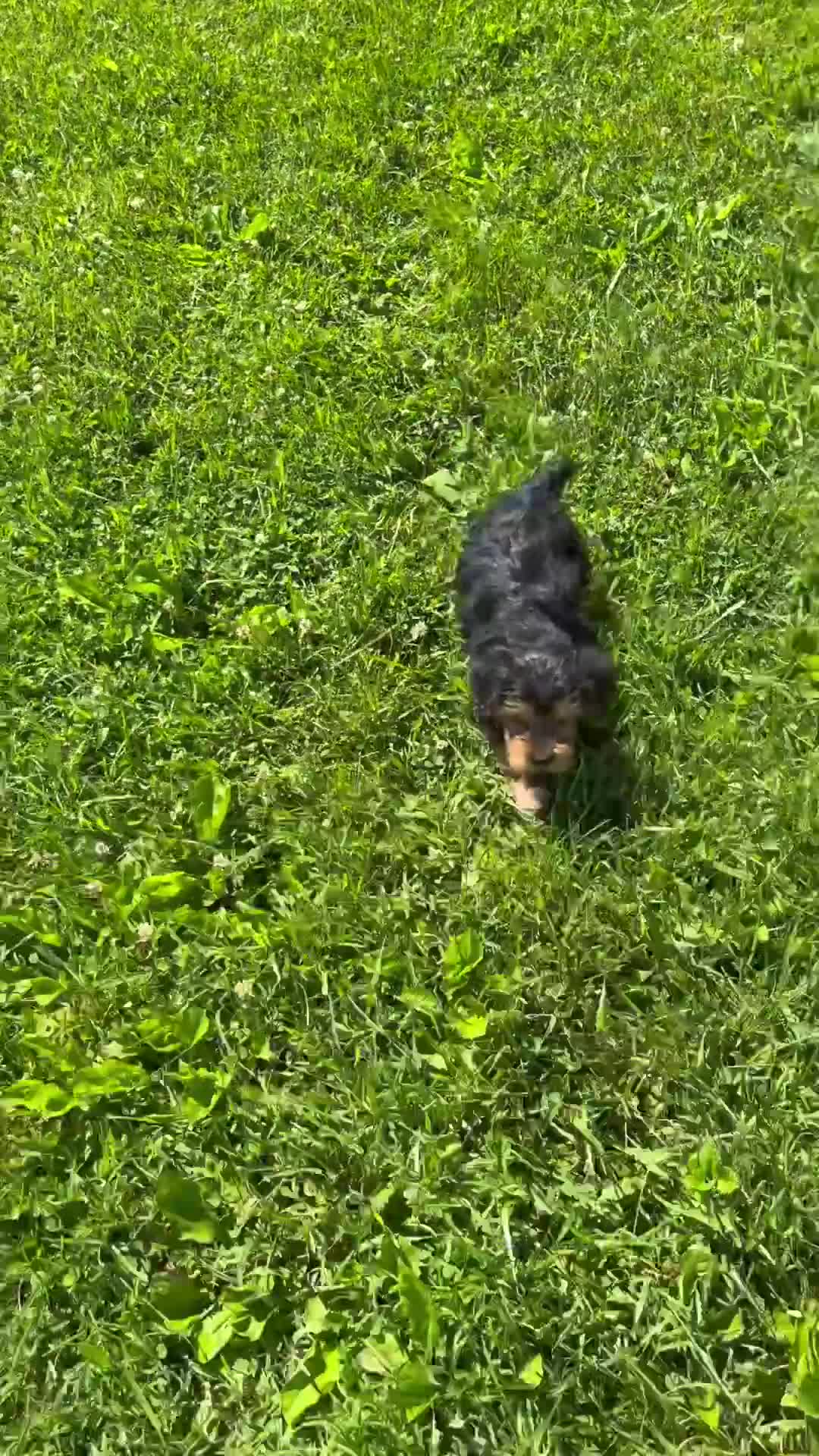 Yorkshire Terrier dogs for sale: Elvis - Video 1