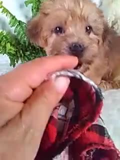 Yochon dogs for sale: Gizmo - Video 1