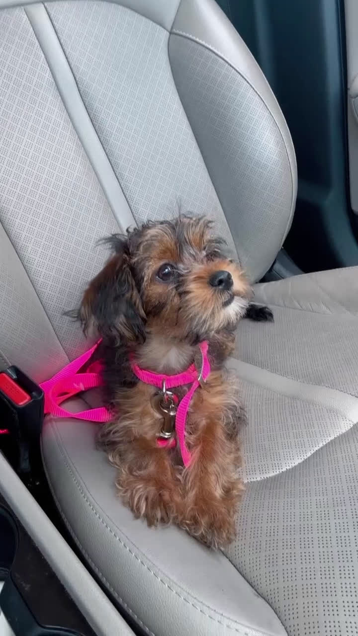 Yorkiepoo dogs for sale: Yorkiepoo Puppy 2 - Video 4