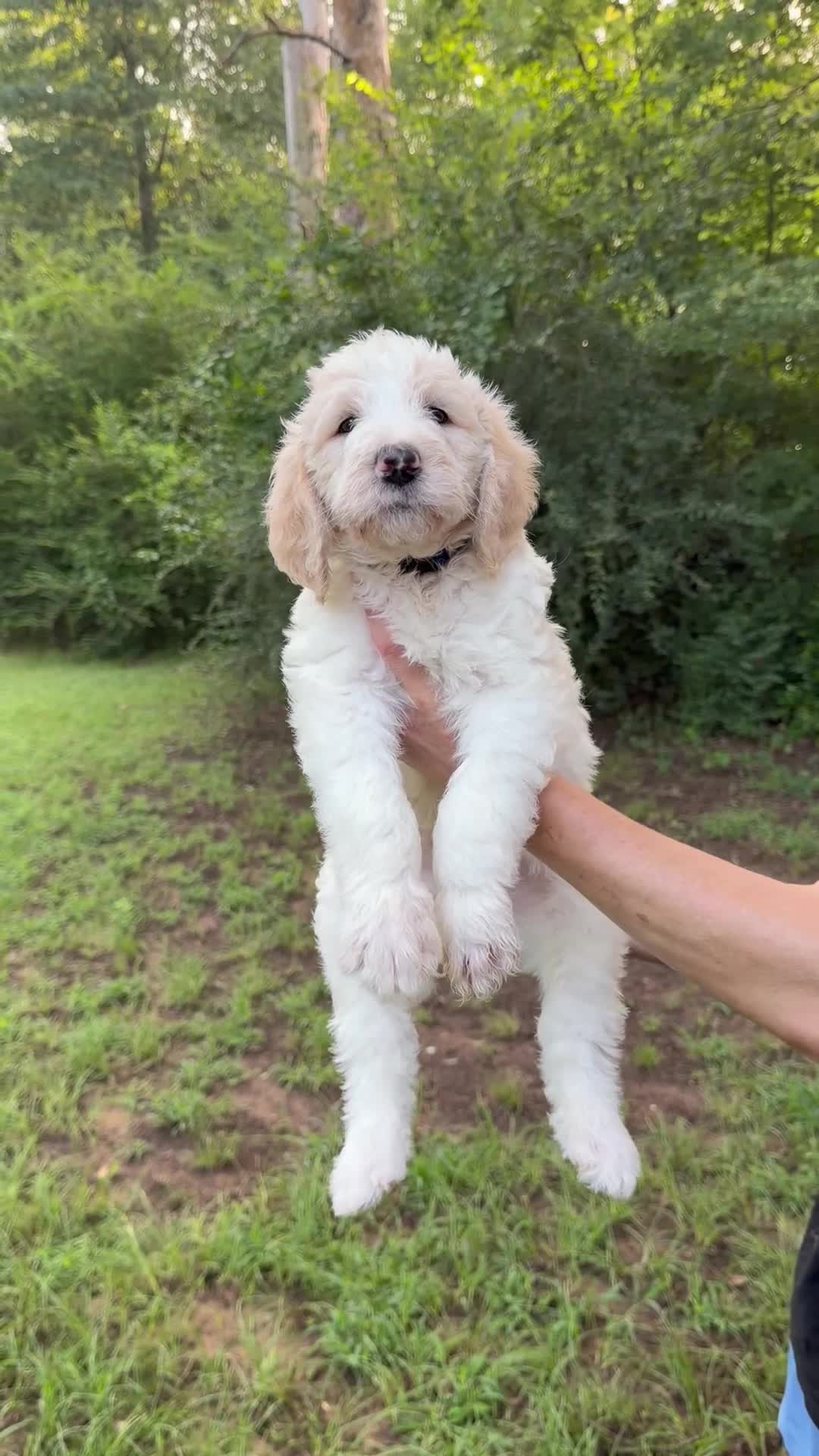 Mixed Breed dogs for sale: Max Golden Italiano Spinoni doodle-double doodle - Video 1