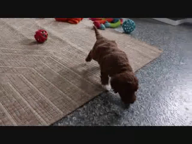 Mini Goldendoodle dogs for sale: Sarge - Video 9