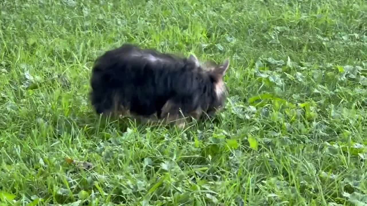 Yorkshire Terrier dogs for sale: Nicole Yorkshire Terrier  - Video 2