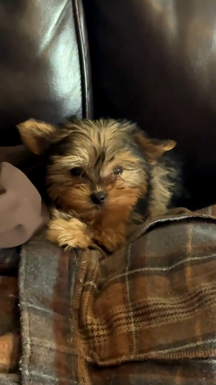 Yorkshire Terrier dogs for sale: Sapphire  - Video 2