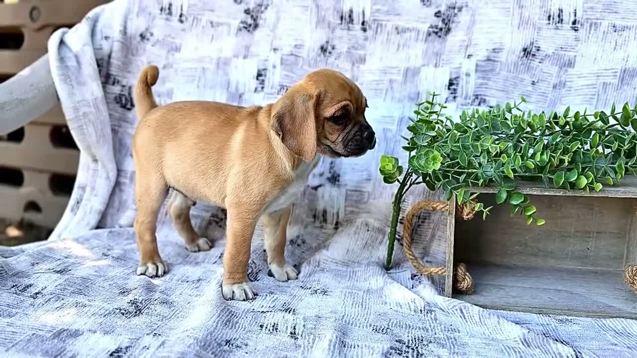 Puggle dogs for sale: Boots - Video 1