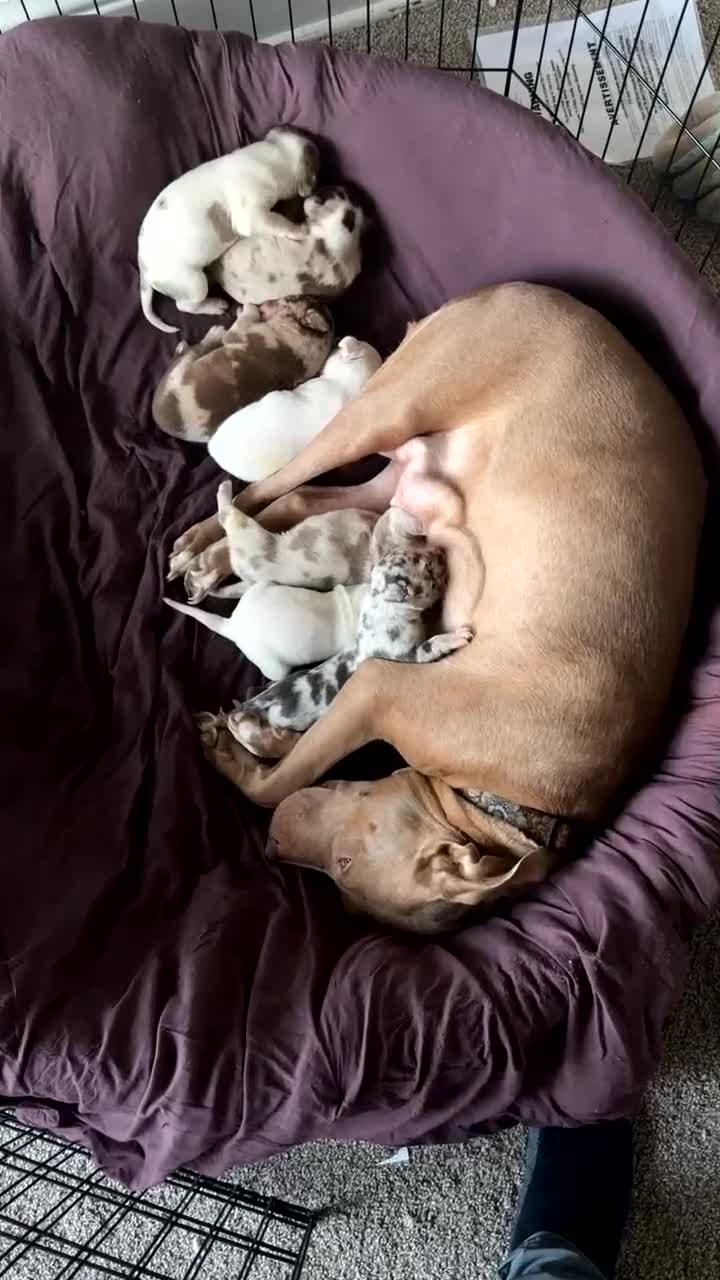 Mixed Breed dogs for sale: Mixed Breed Puppy 7 - Video 5