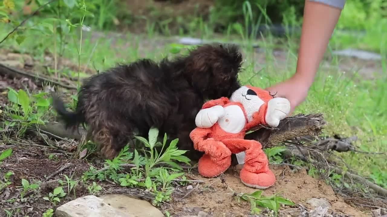 Shihpoo dogs for sale: Alice - Video 1