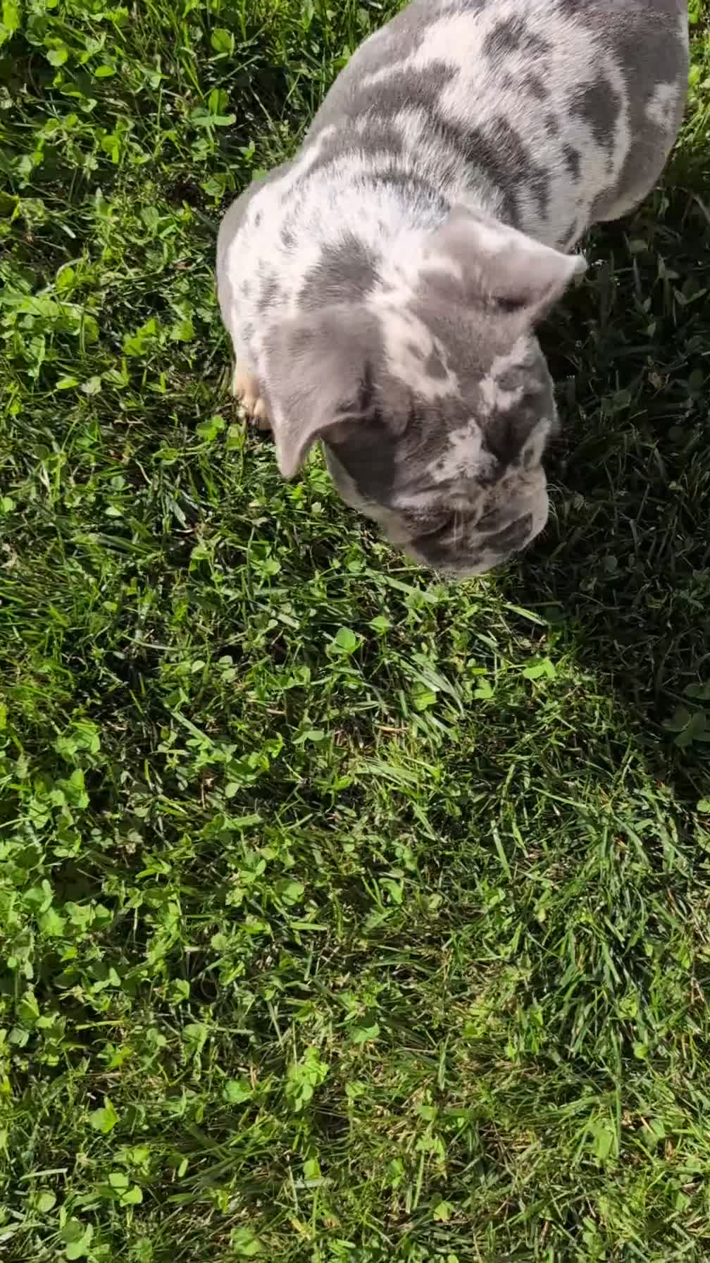 French Bulldog dogs for sale: Falcon - Video 1