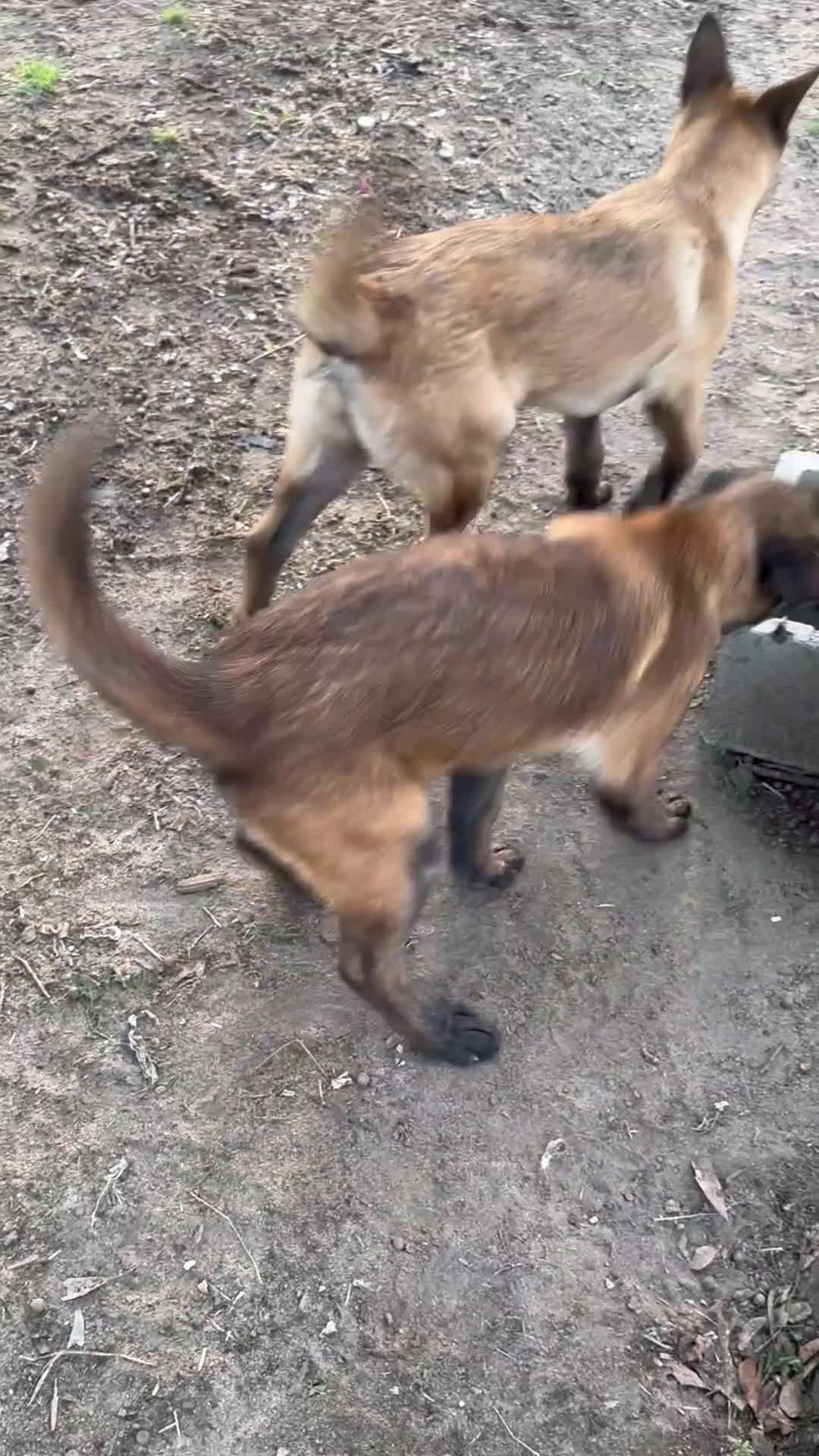 Belgian Malinois dogs for sale: Belgian Malinois Puppy 1 - Video 1