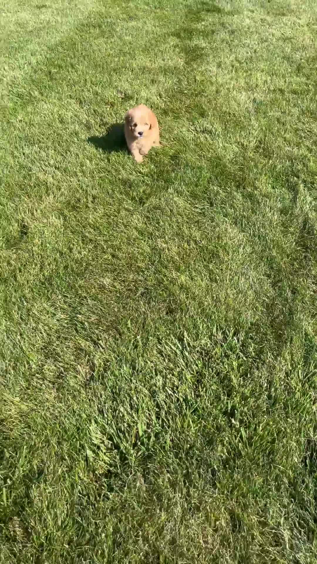 Mini Goldendoodle dogs for sale: Lennon - Video 1
