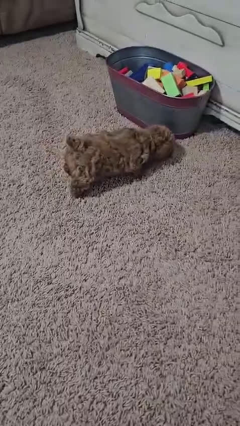 Toy Poodle dogs for sale: Daisy - Video 1