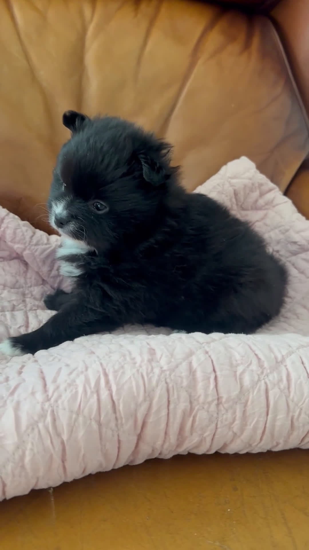 Pomeranian dogs for sale: Pomeranian Puppy 4 - Video 1