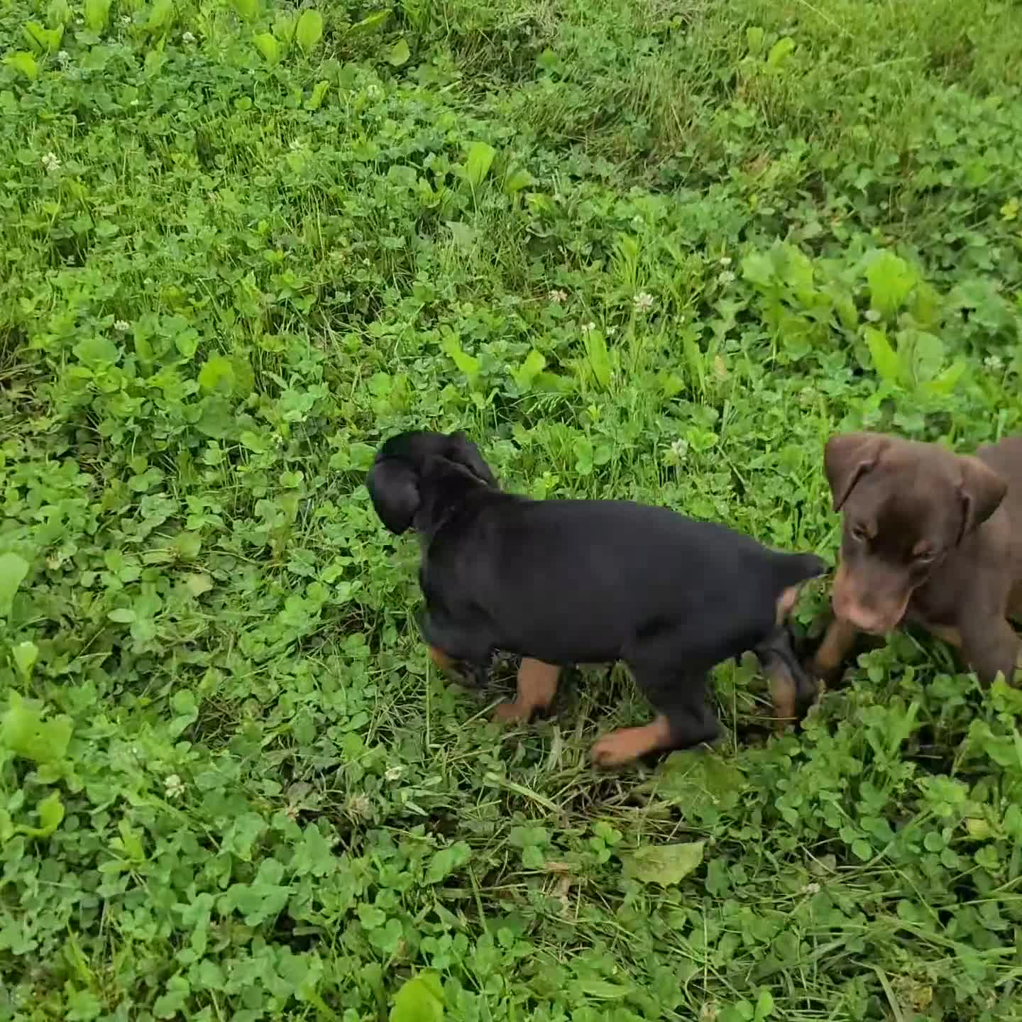 Doberman Pinscher dogs for sale: Lexi - Video 2