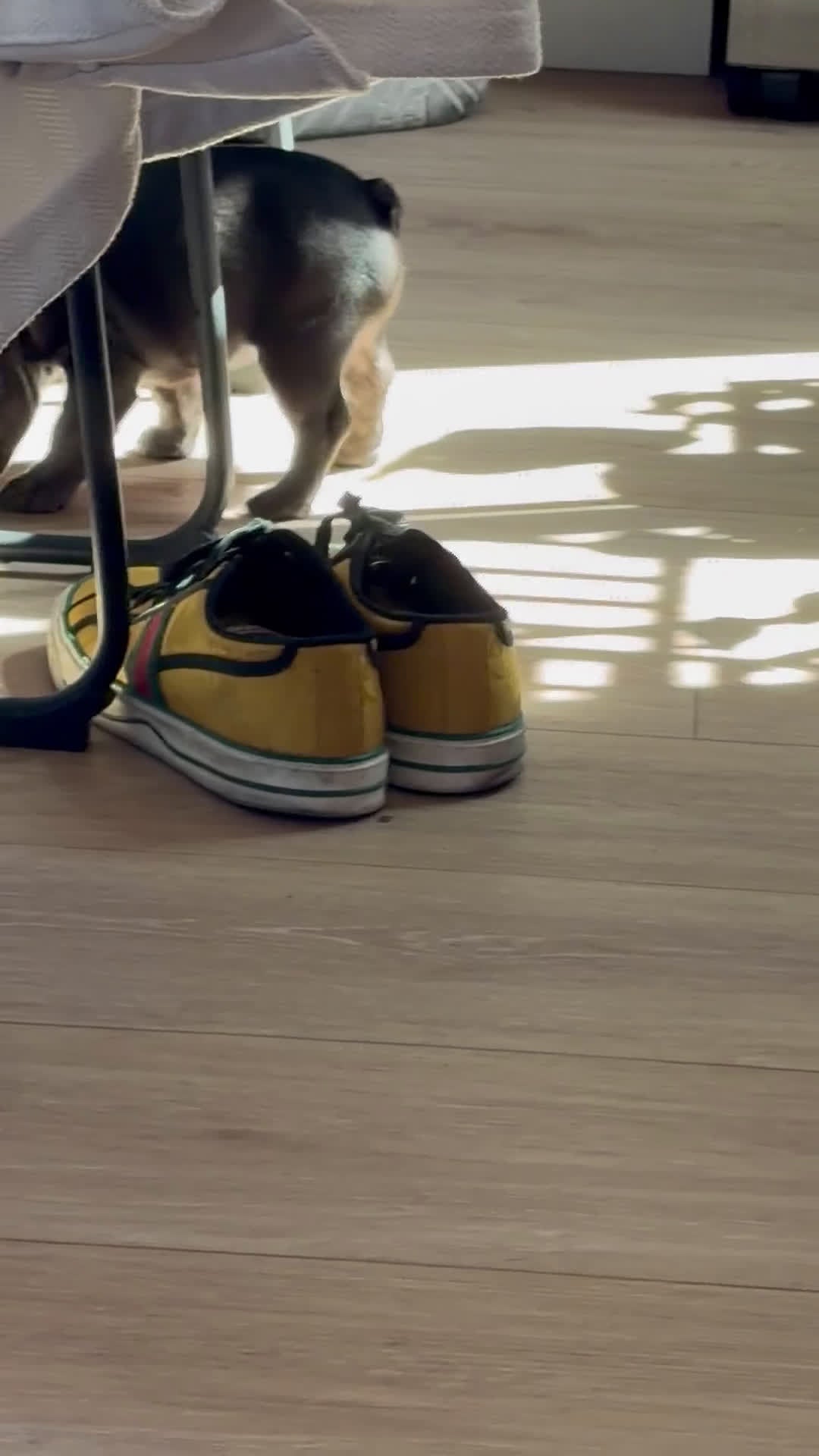 French Bulldog dogs for sale: French Bulldog Puppy 2 - Video 1