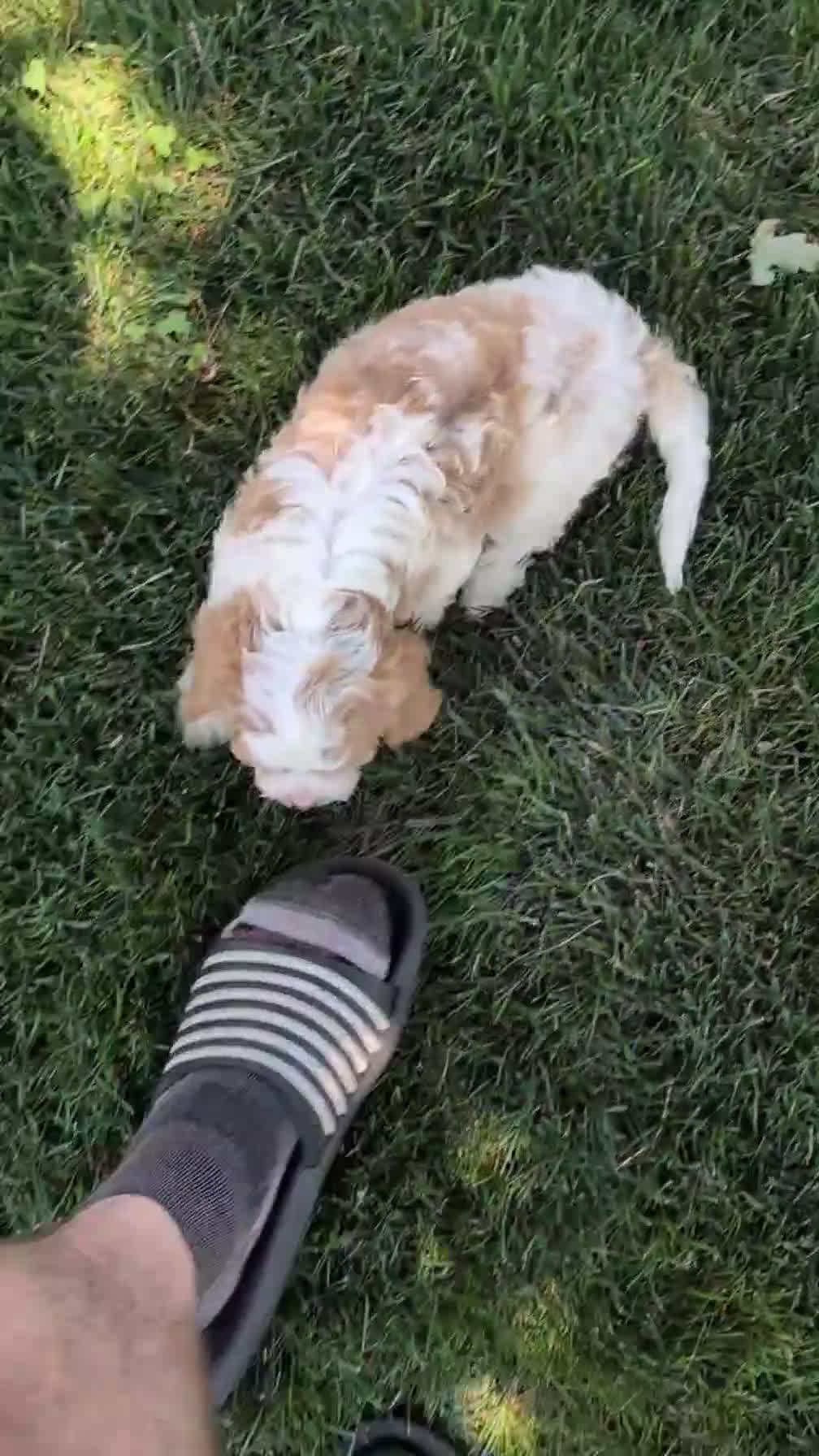 Cavapoo dogs for sale: Russ - Video 1
