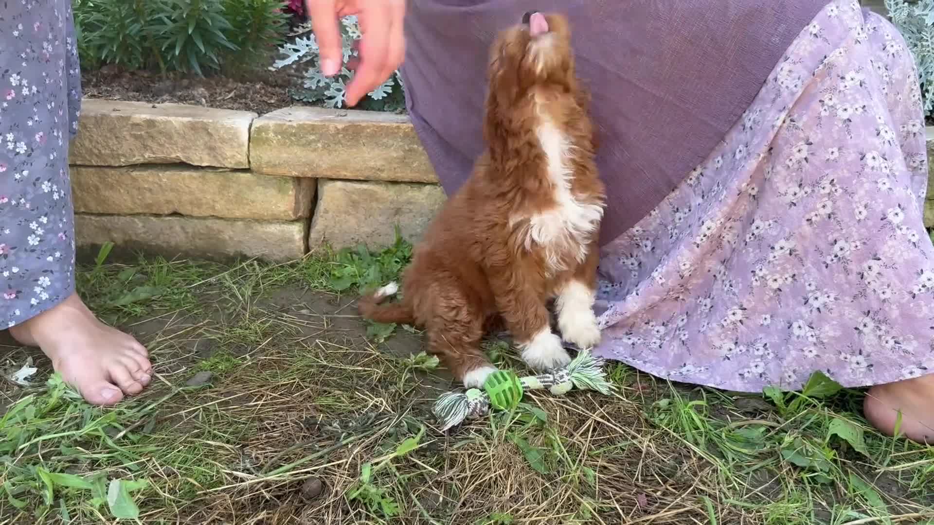 Mini Goldendoodle dogs for sale: Calla - Video 1