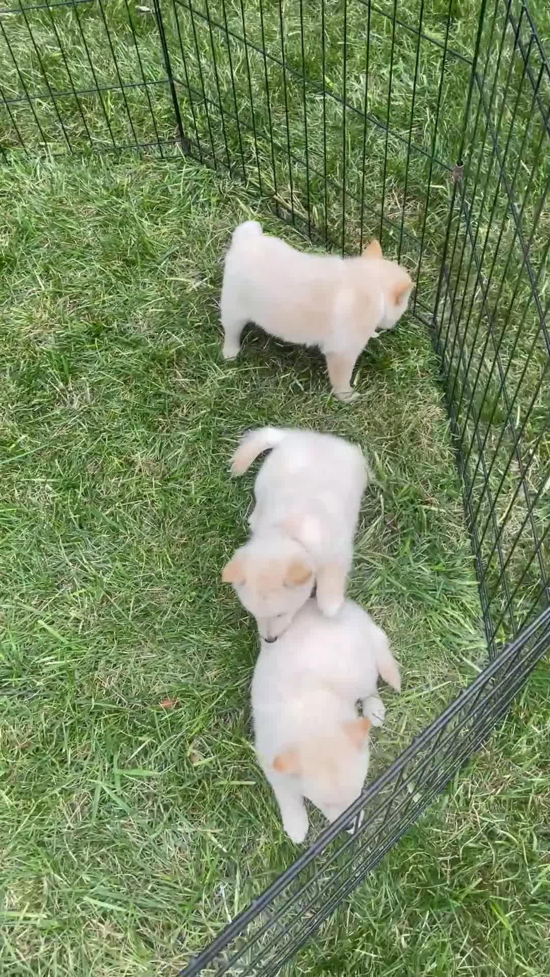 Schipperke dogs for sale: Captain  - Video 2