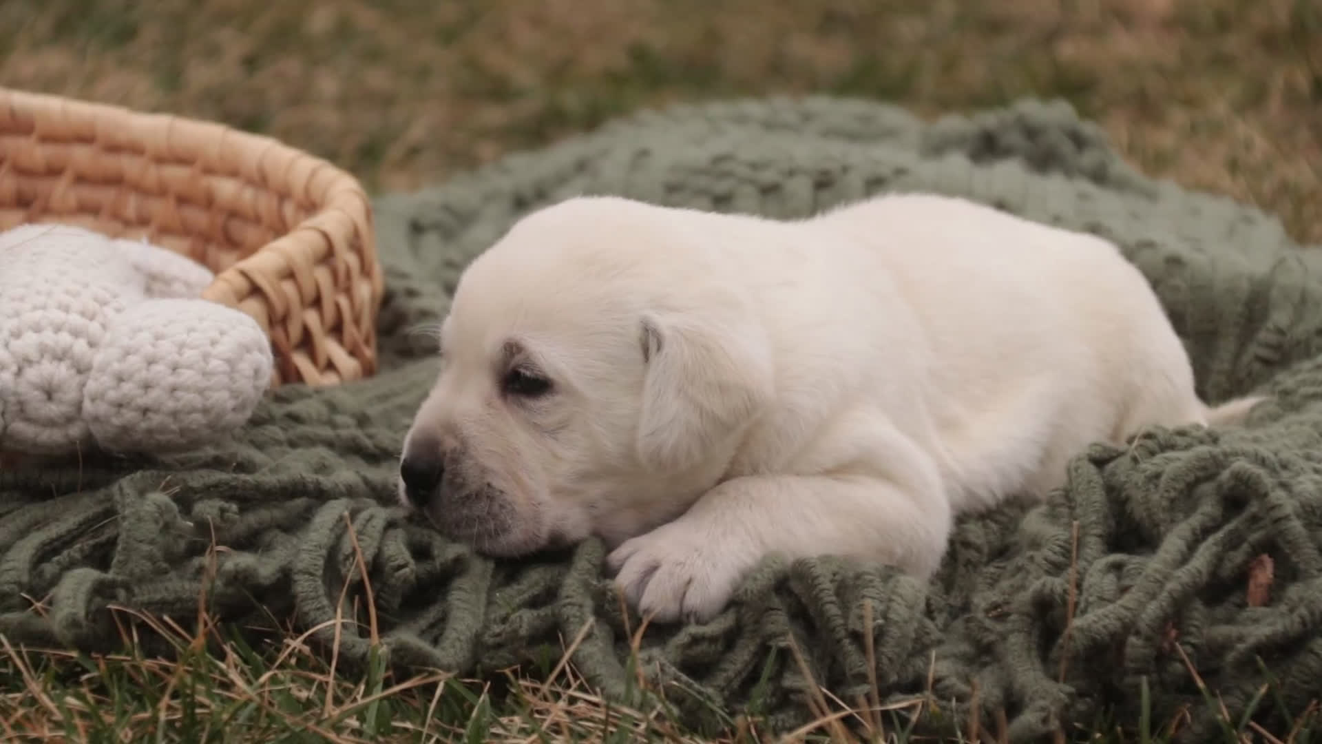 Labrador Retriever dogs for sale: Shadow - Video 1