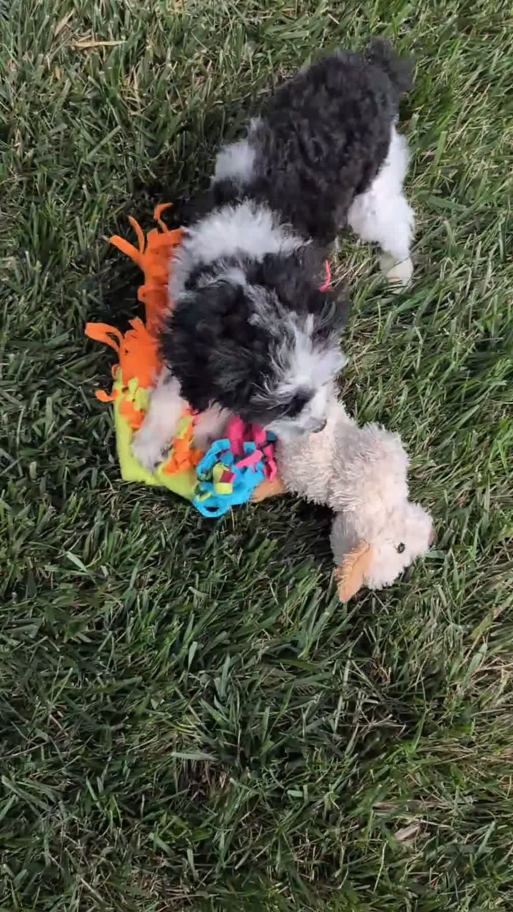 Cockapoo dogs for sale: Hunter - Video 1