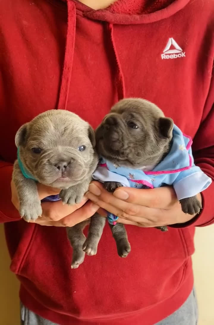 French Bulldog dogs for sale: Frenchie 2 - Video 1