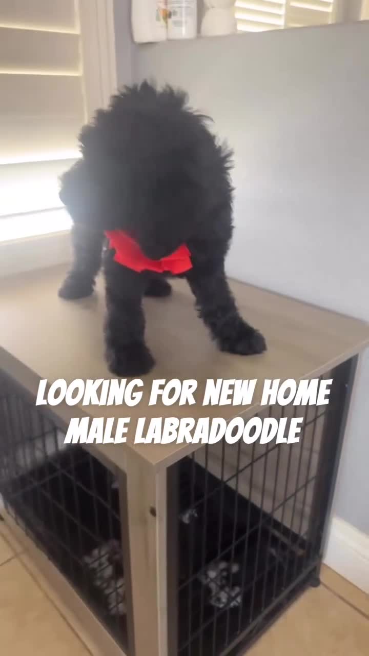 Australian Labradoodle dogs for sale: Australian Labradoodle 1 - Video 1
