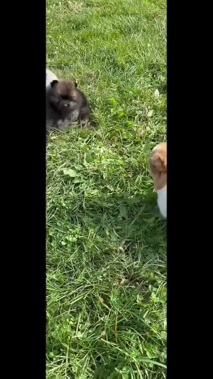 Pomeranian dogs for sale: Chanel - Video 1