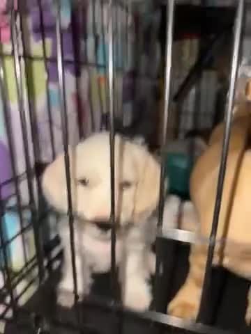 Mixed Breed dogs for sale: 🧡 Orange Collar Boy 🧡 - Video 1