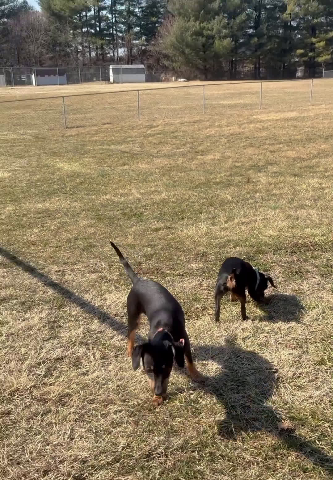 Mixed Breed dogs for sale: Pocket Pet 1 - Video 1