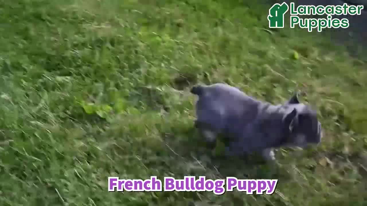 French Bulldog dogs for sale: Ollie  - Video 1