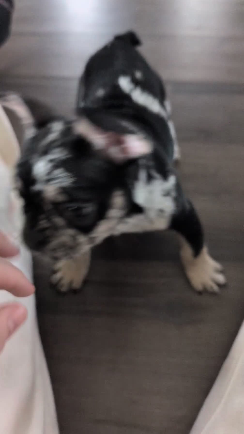 French Bulldog dogs for sale: Jax  - Video 1