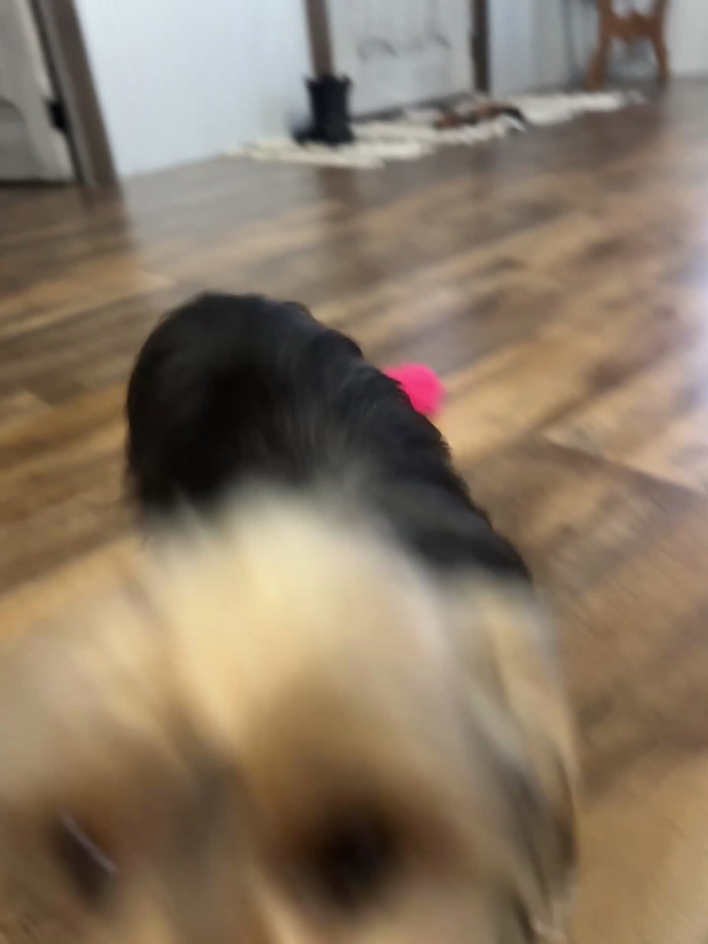 Yorkshire Terrier dogs for sale: Koby - Video 1