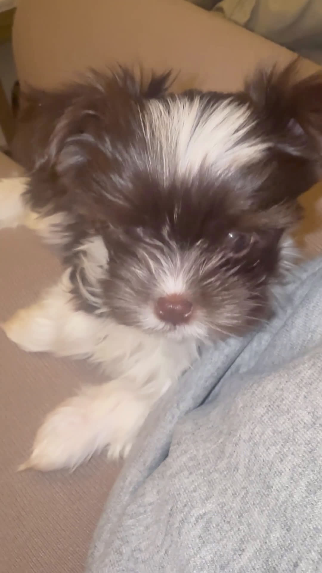 Yorkshire Terrier dogs for sale: Baby - Video 1